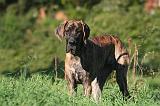 DOGUE ALLEMAND 772